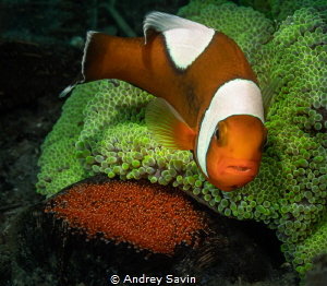 Anemonefish on egg by Andrey Savin 